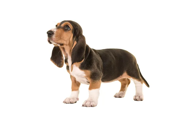 Basset Artésien Normand