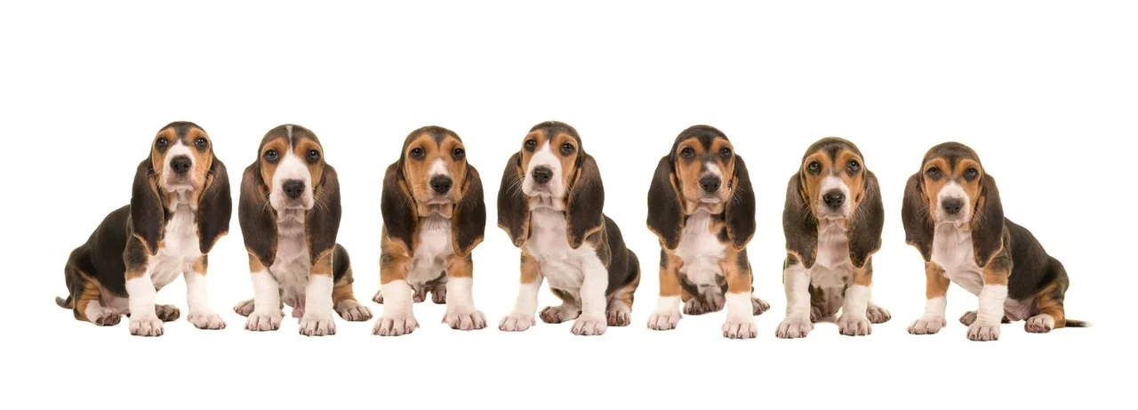 Basset Artésien Normand