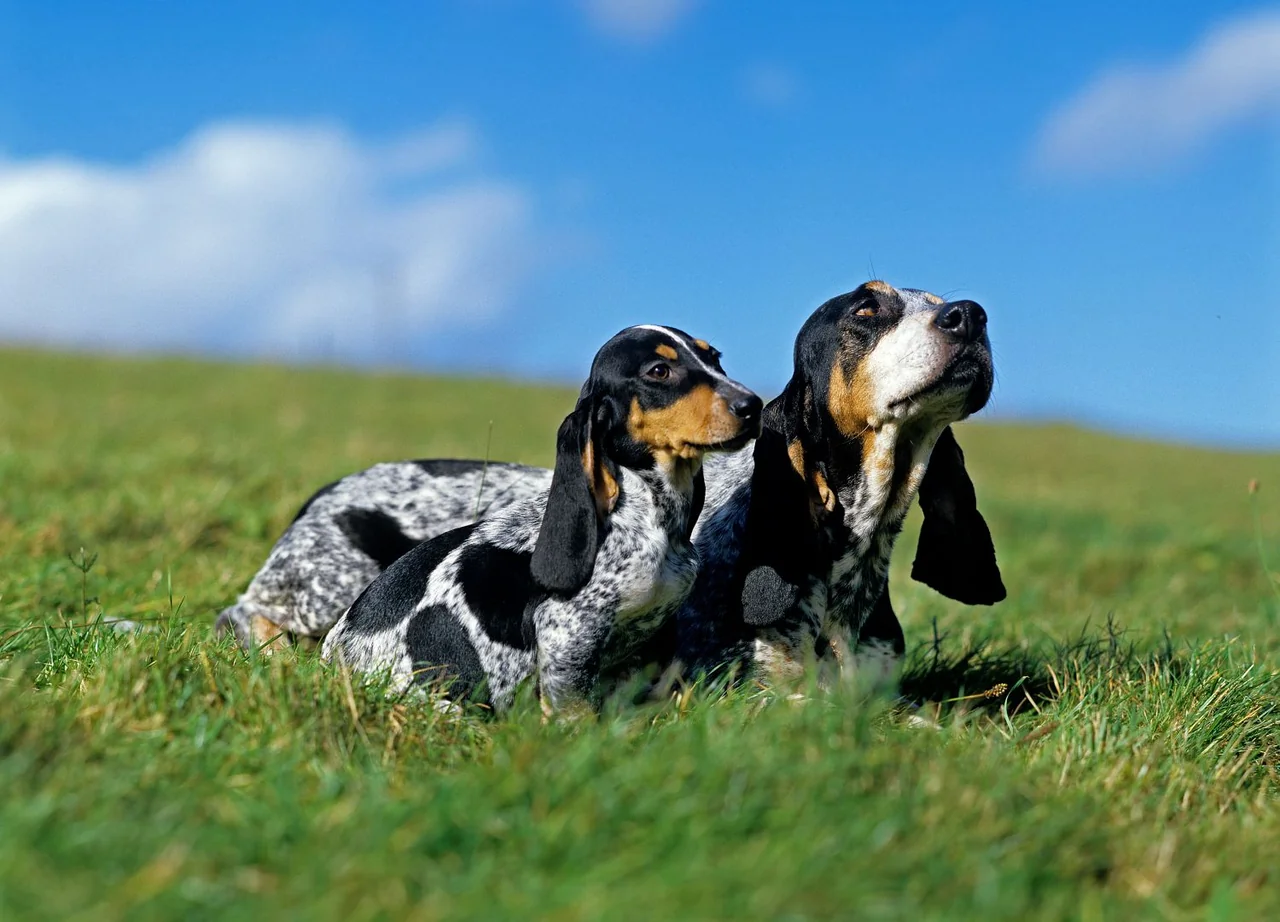 Basset Bleu de Gascogne