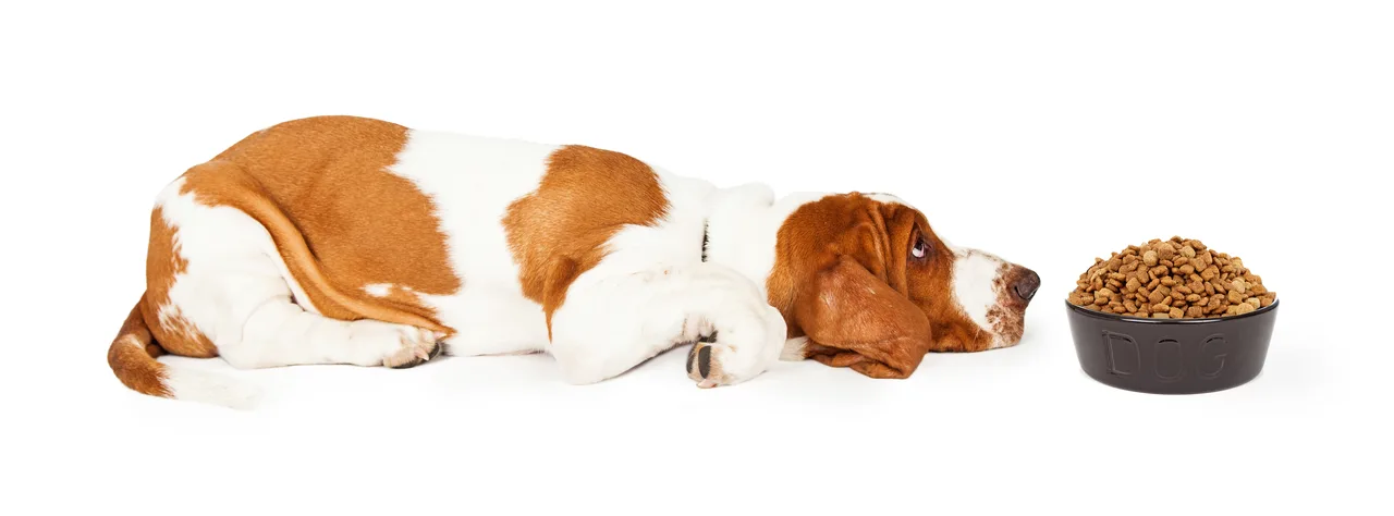 Basset Hound