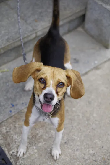 Beagle Harrier