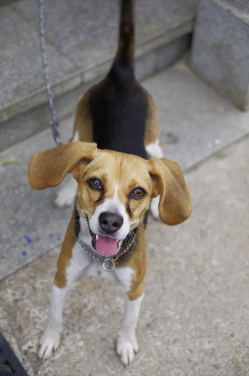 Beagle Harrier
