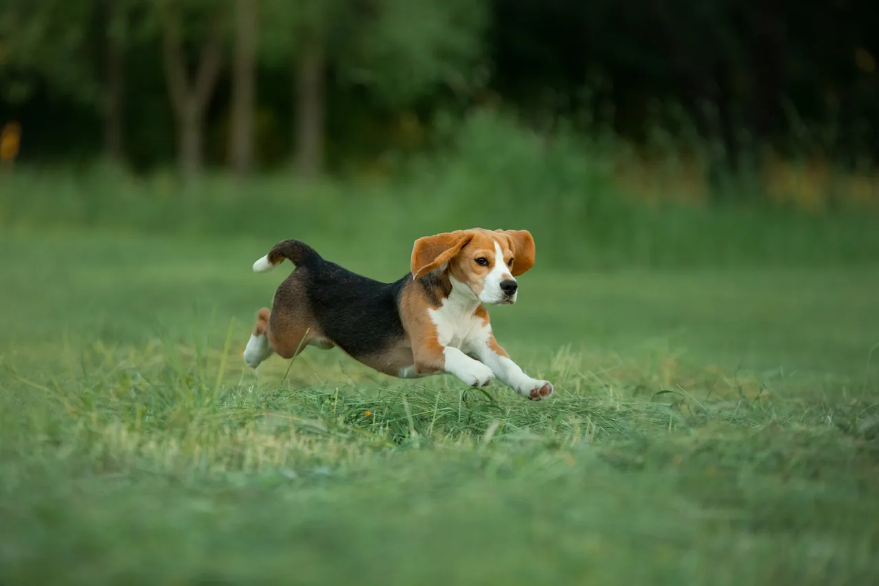 Beagle