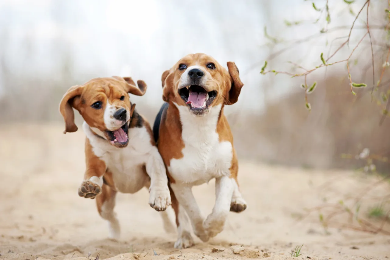 Beagle