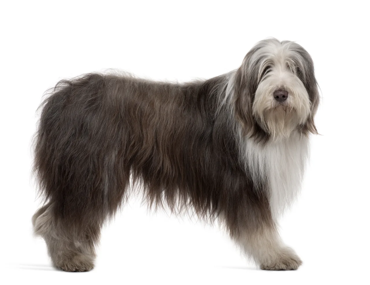 Bearded Collie