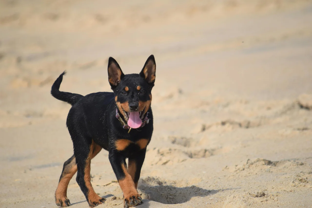 Beauceron pup