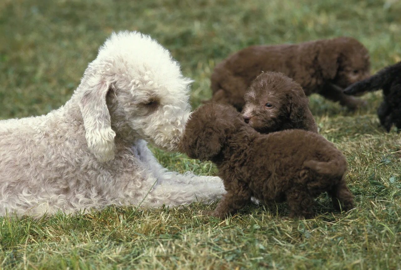 Bedlington Terrier pup
