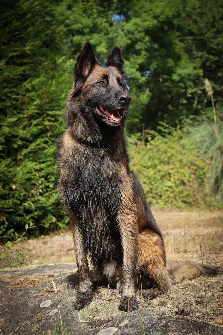 Belgische Herder
