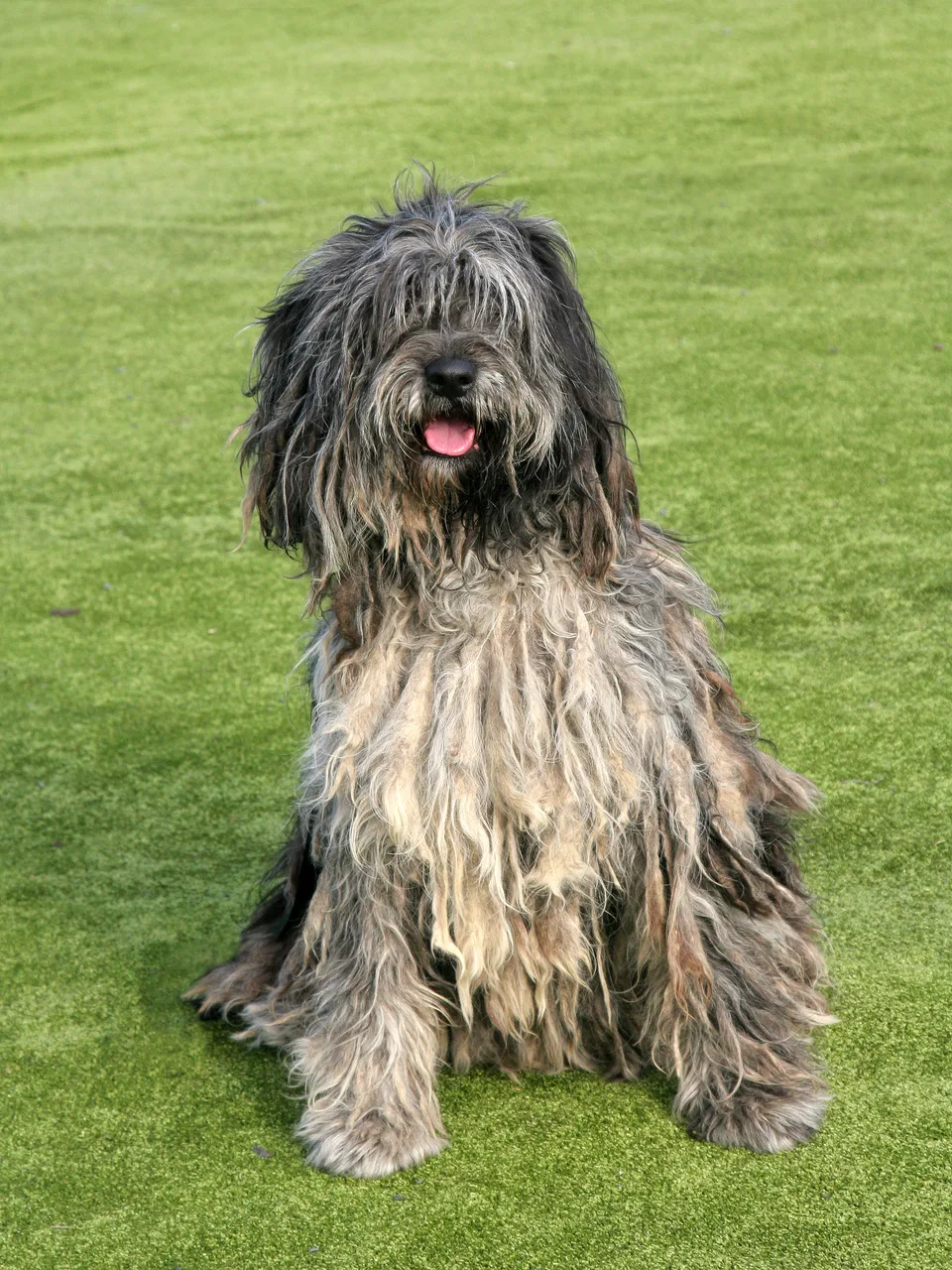 Bergamasco