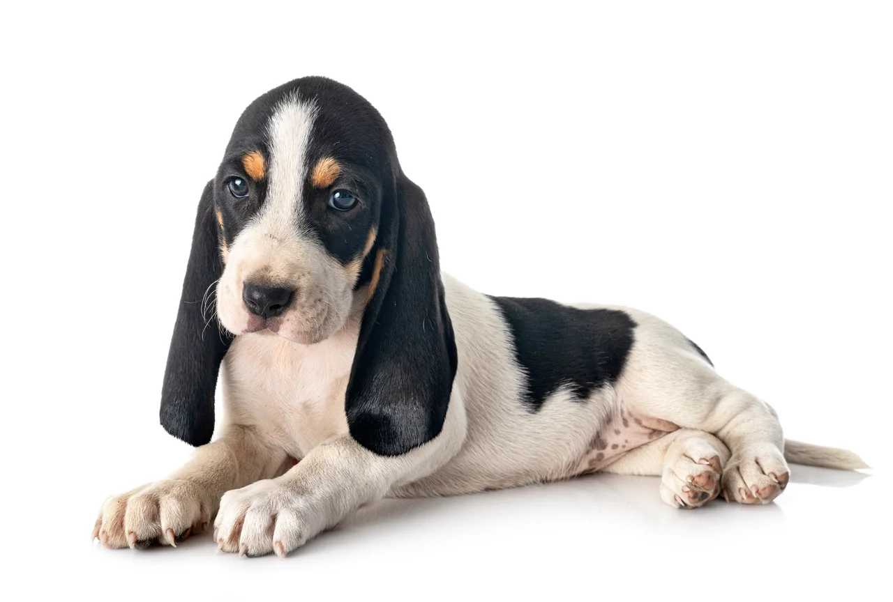 Berner Laufhund pup