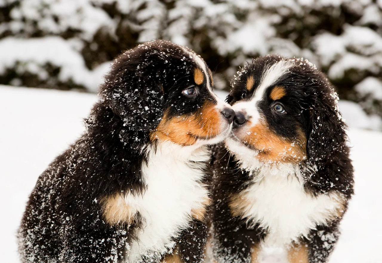 Berner Sennenhond pup