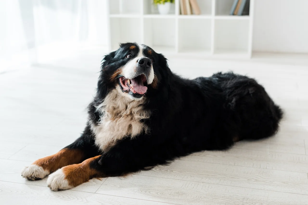 Berner Sennenhond