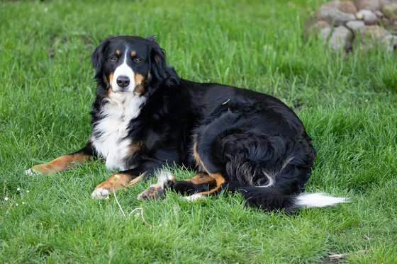 Berner Sennenhond
