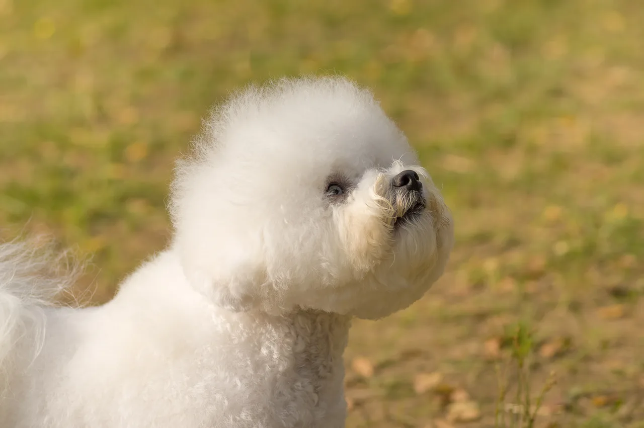 Bichon frisé