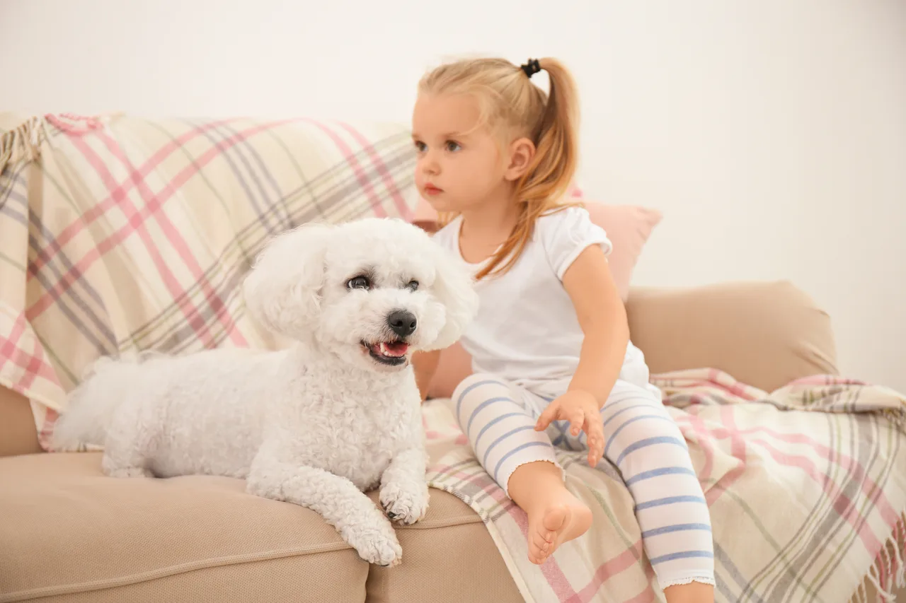 Bichon frisé