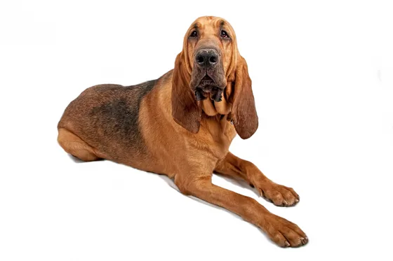 Bloedhond