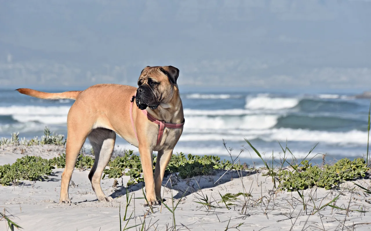 Boerboel