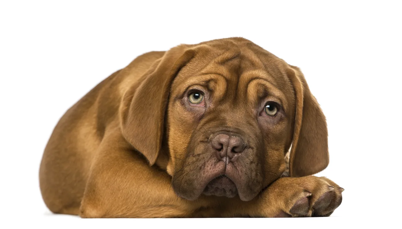 Bordeaux Dog