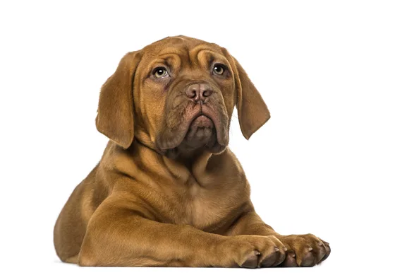 Bordeaux Dog