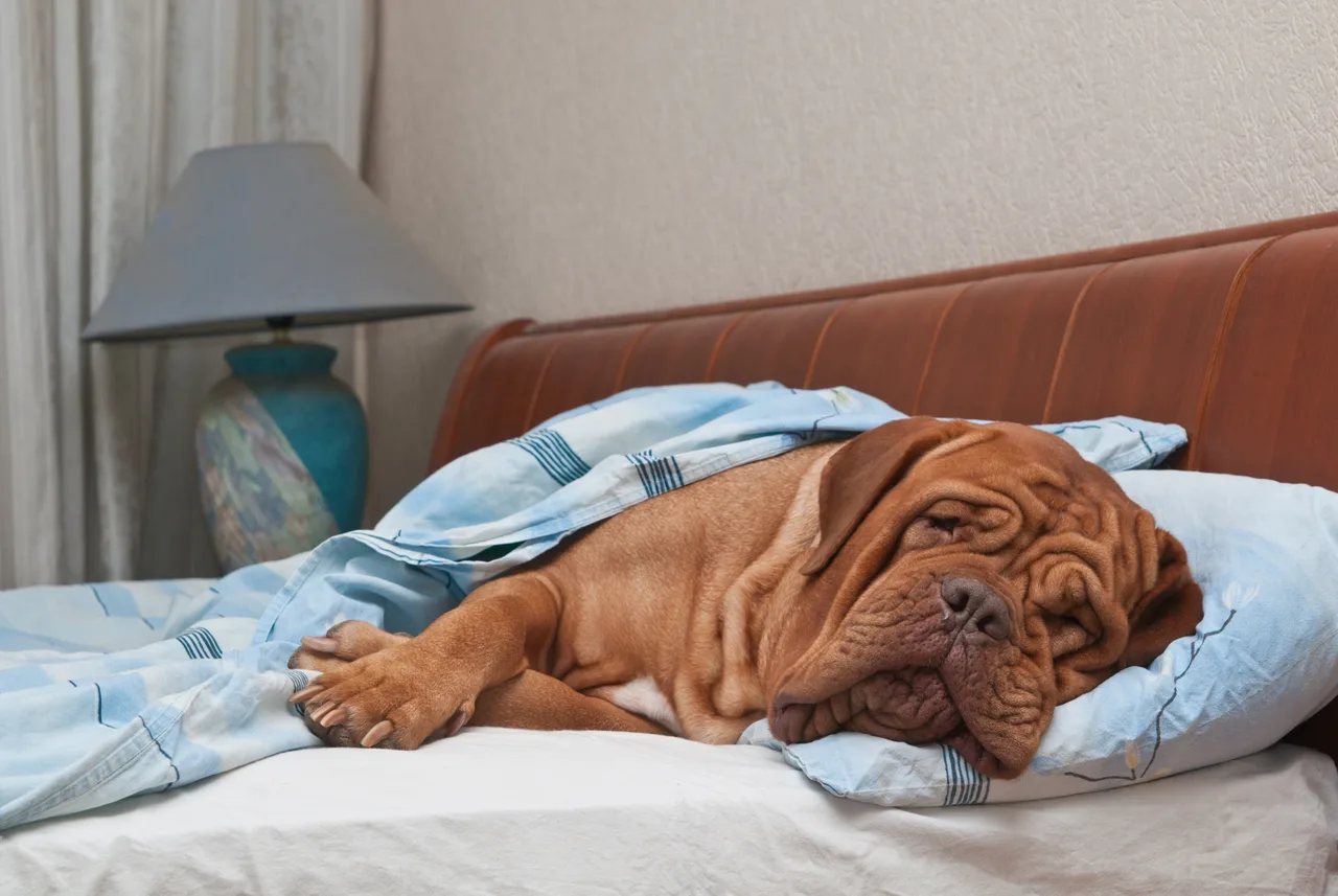 Bordeaux Dog