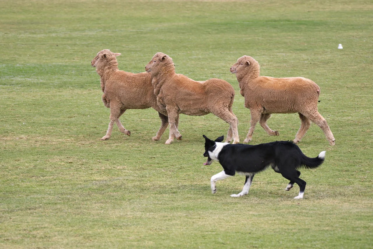 Border Collie