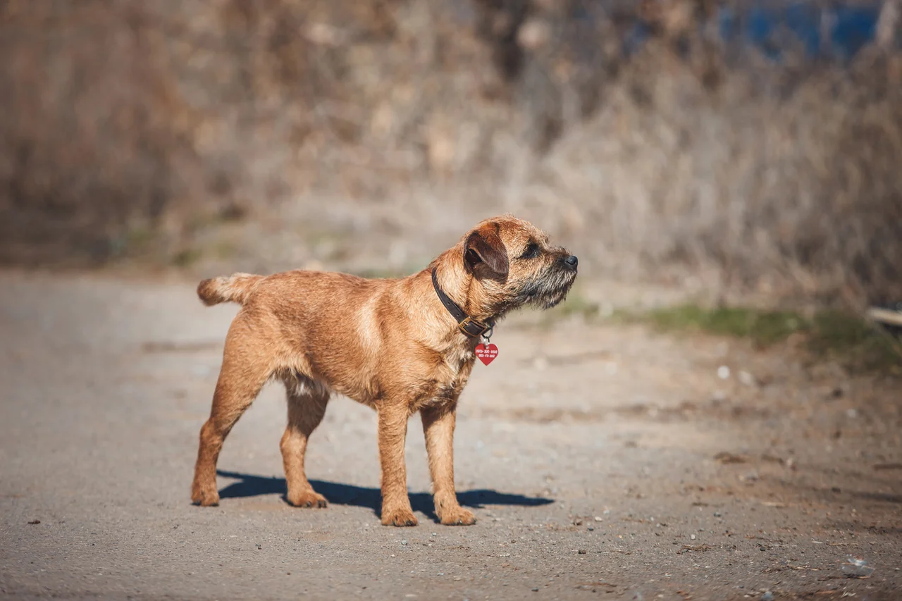 Border Terrier