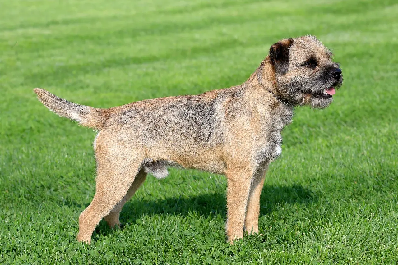 Border Terrier
