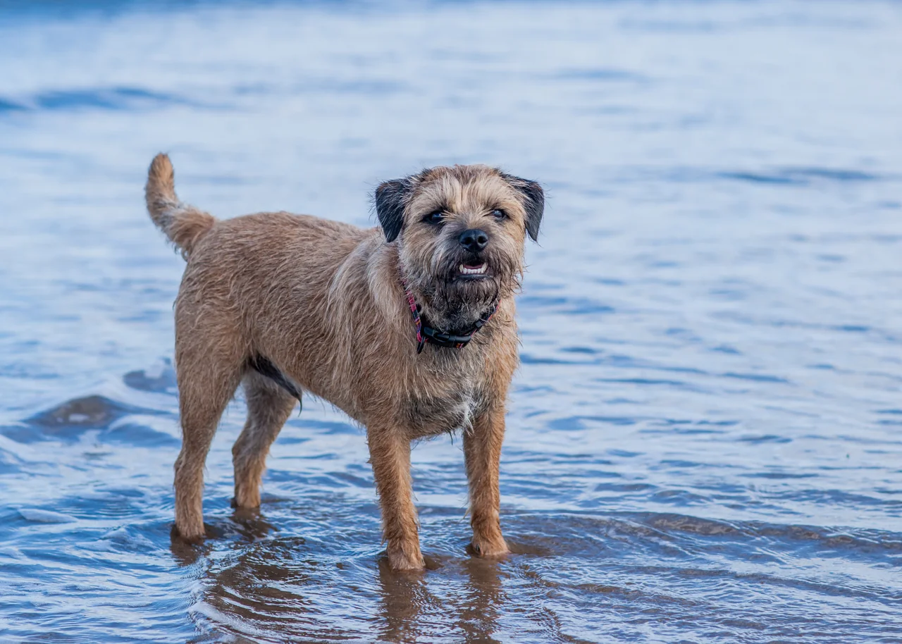 Border Terrier