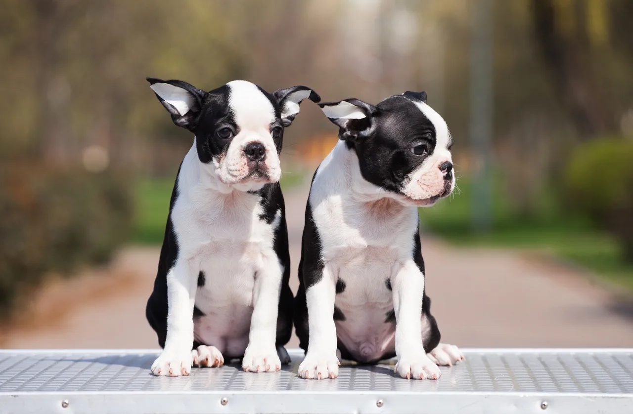 Boston Terrier