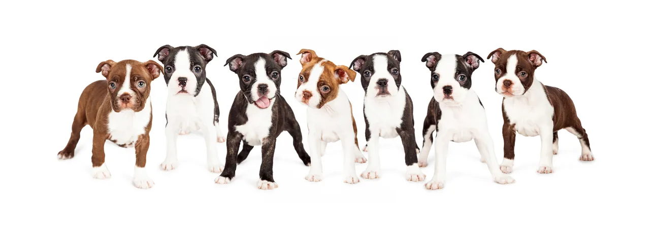 Boston Terrier