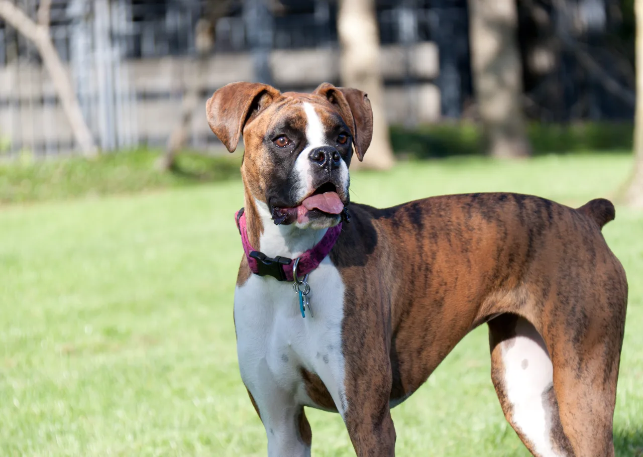Boxer