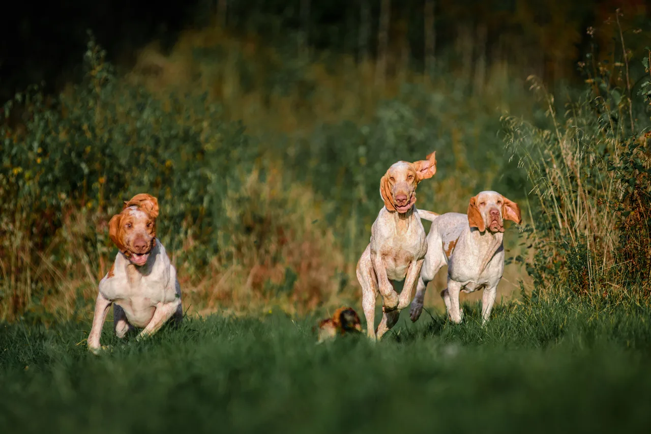 Bracco Italiano