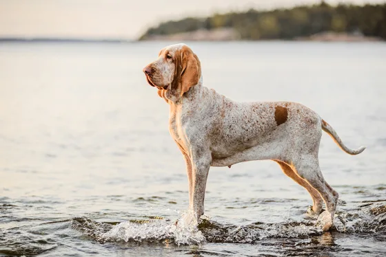 Bracco Italiano