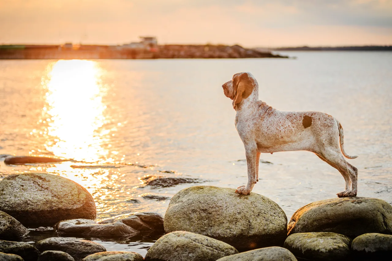 Bracco Italiano