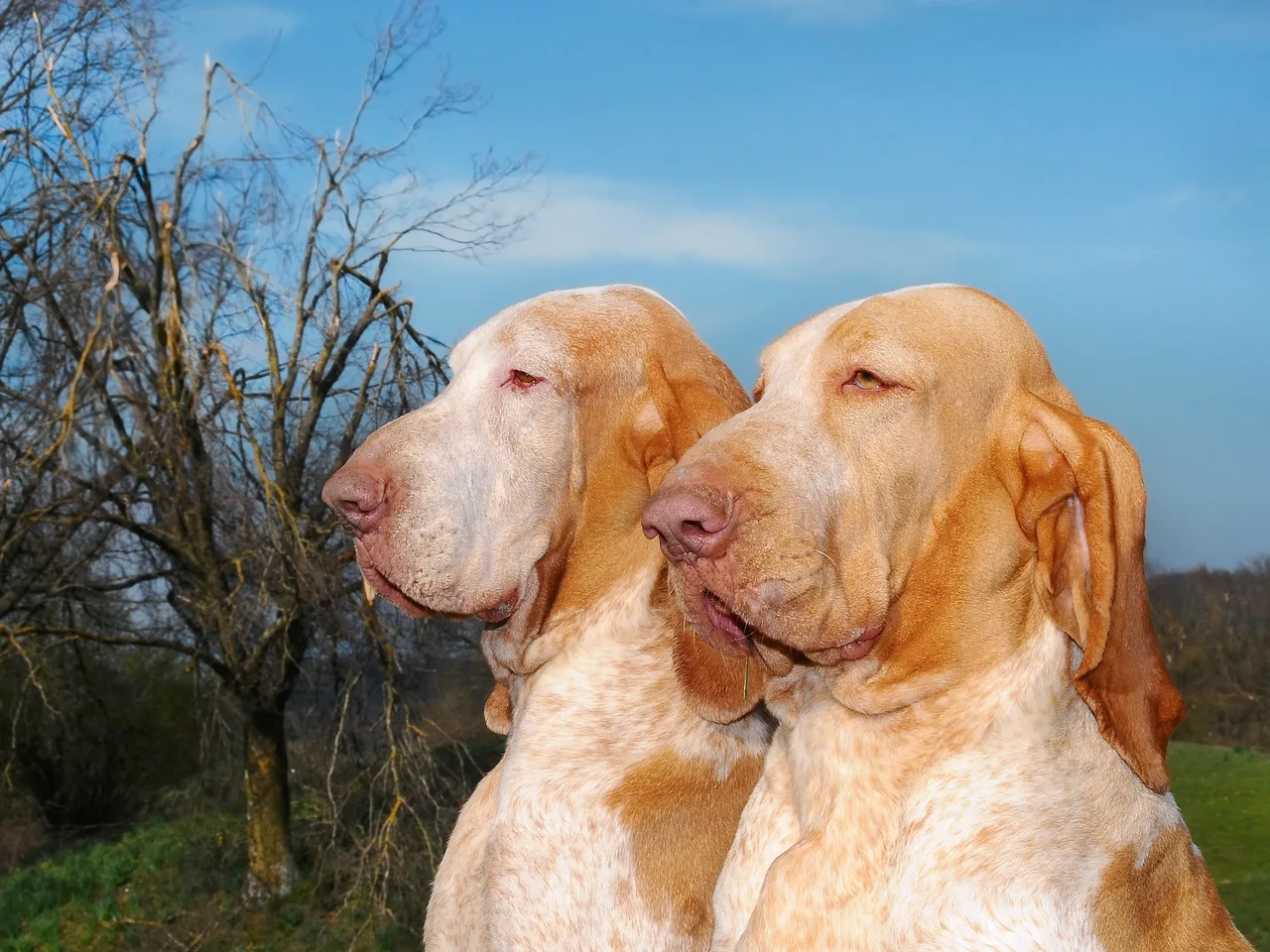 Bracco Italiano