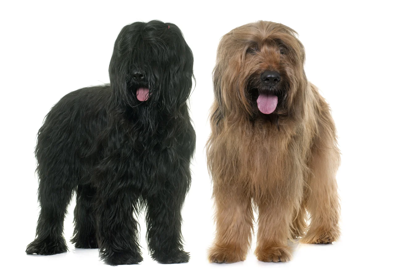 volwassen Briard