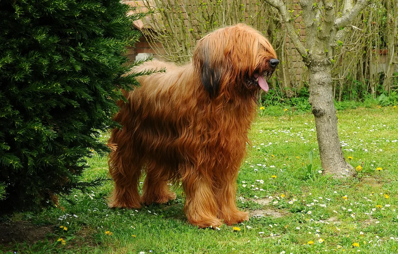 Briard pup