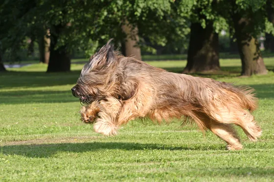 Briard