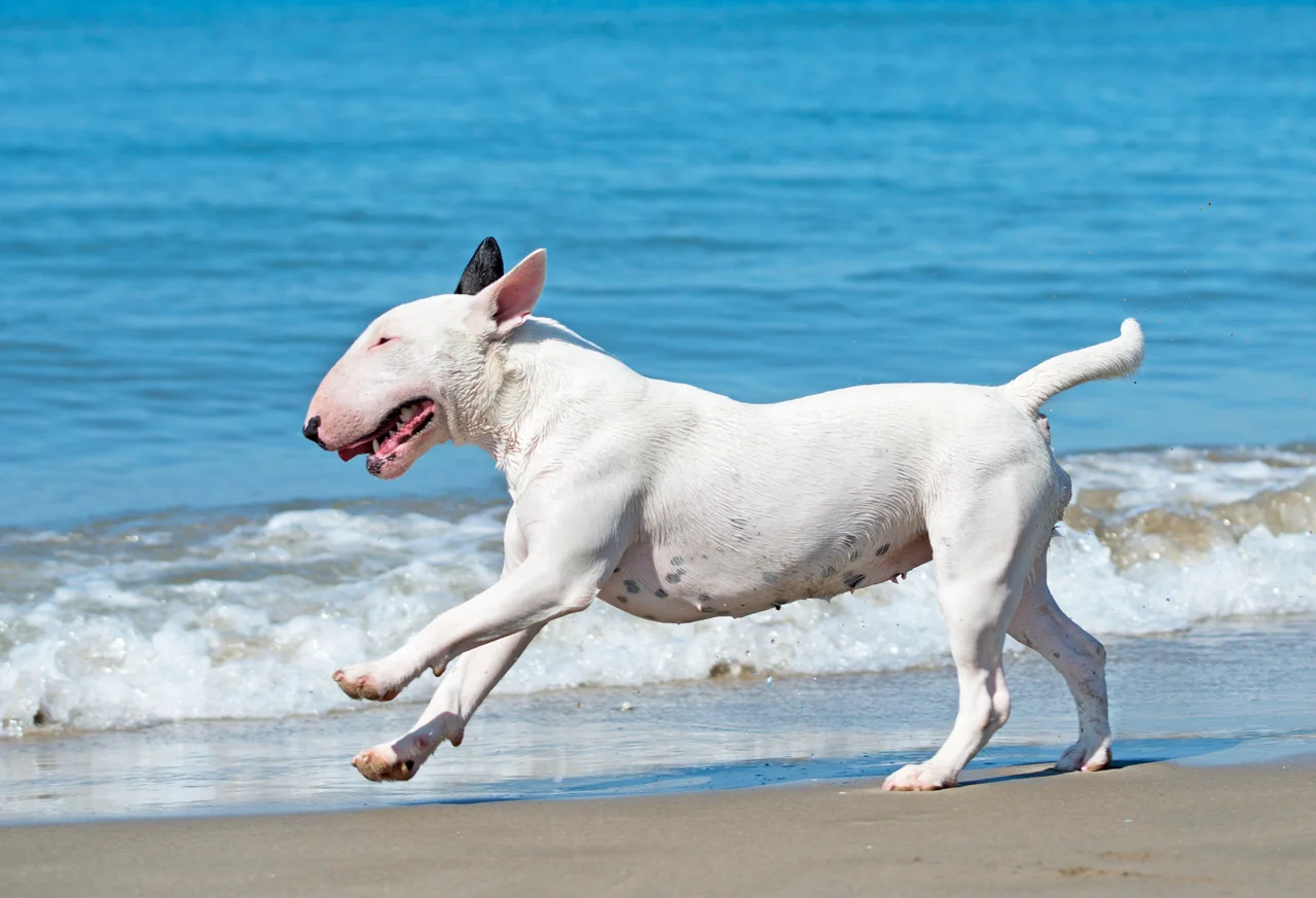 volwassen Bull Terrier