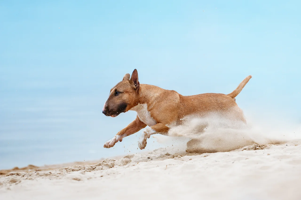 Bull Terrier pup