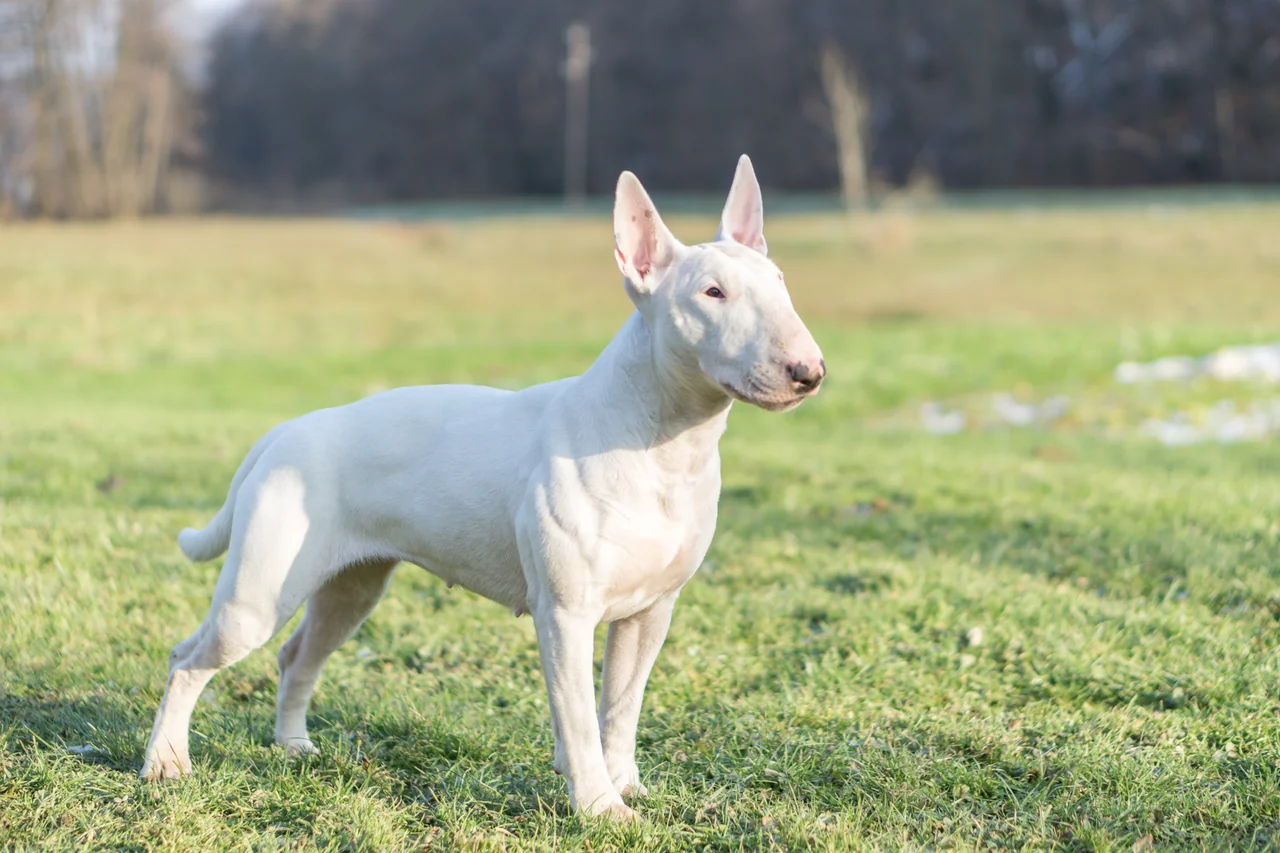 Bull Terrier
