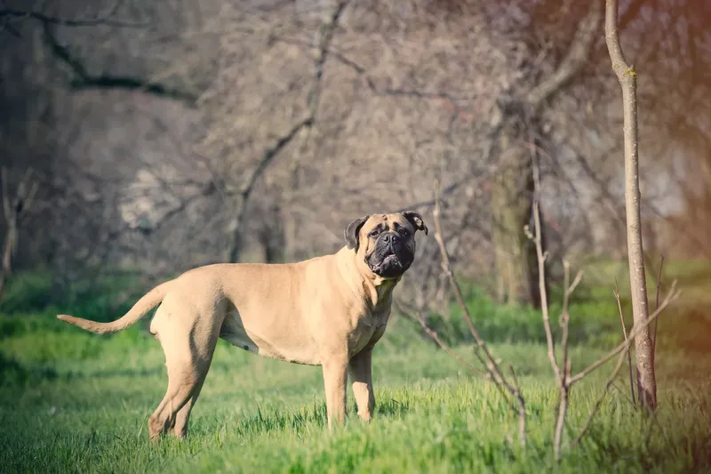 Volwassen Bullmastiff in het gras