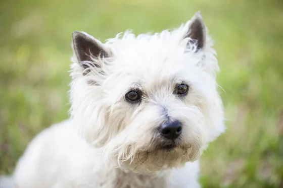 Cairn Terrier