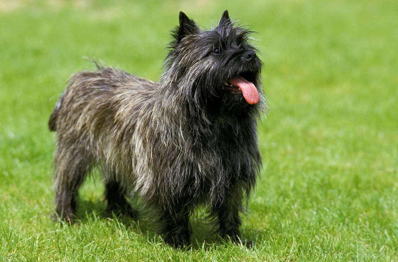 volwassen Cairn Terrier