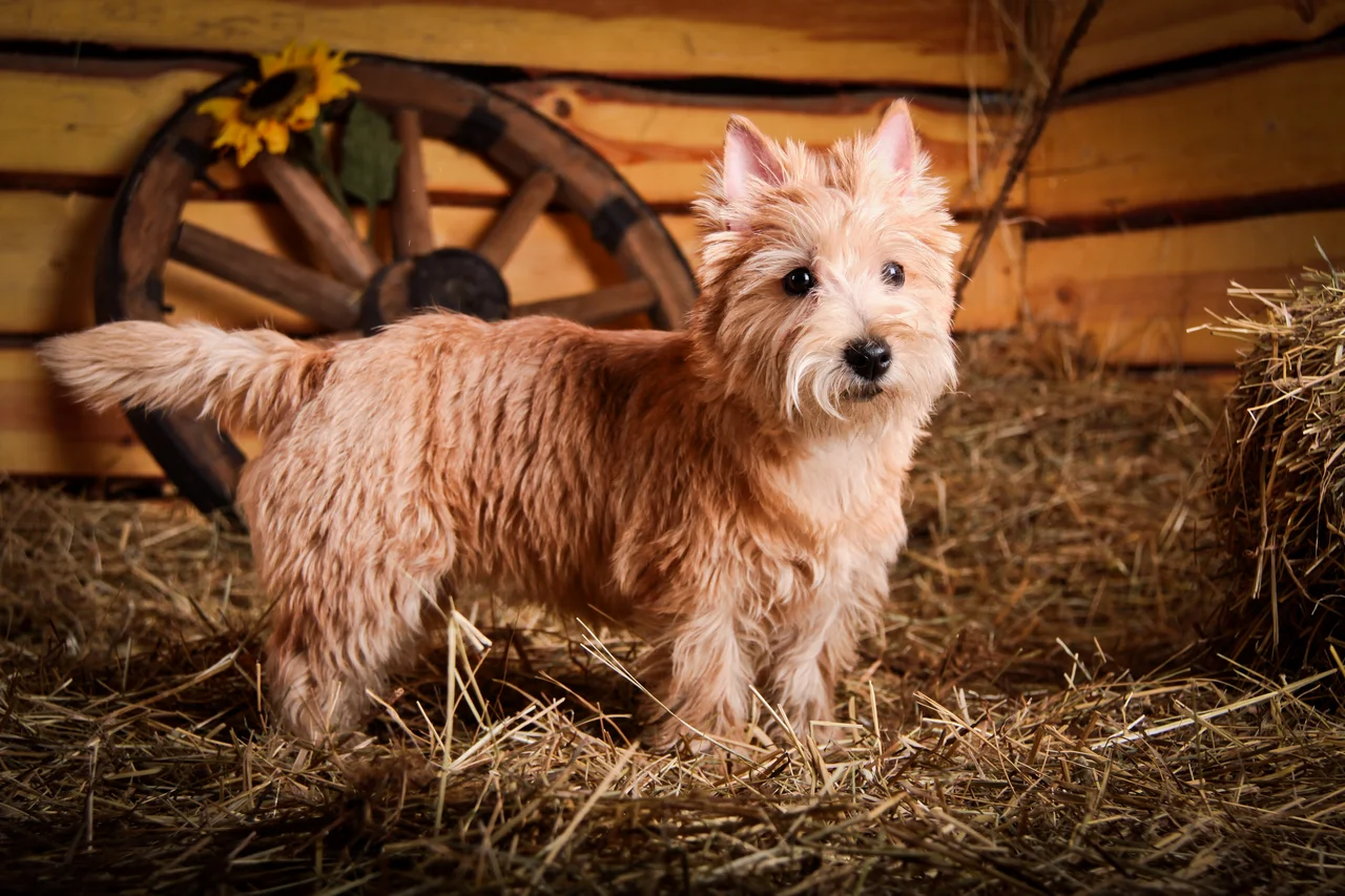 Cairn Terrier pup