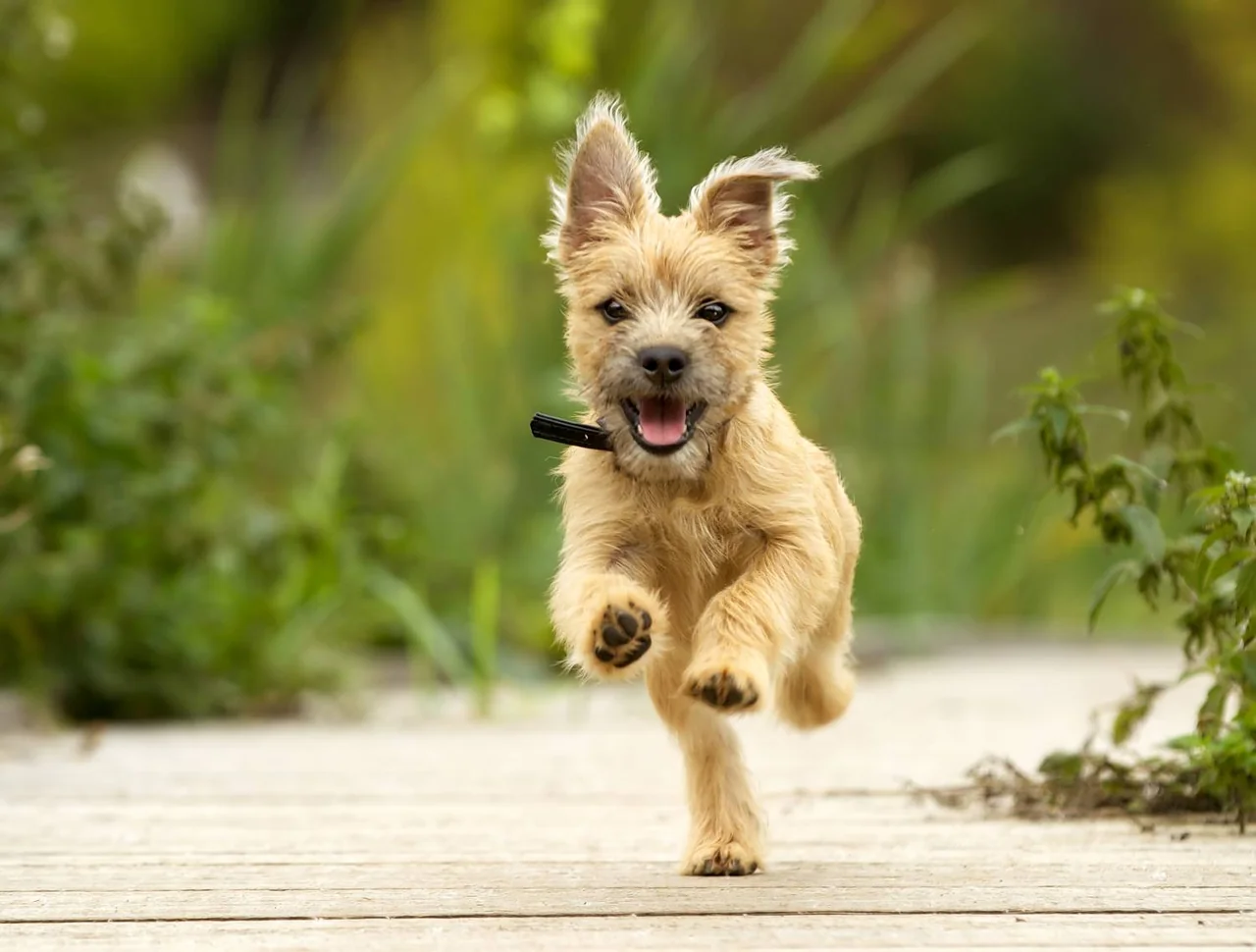 Cairn Terrier