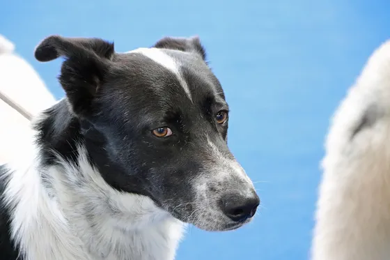 Canaänhond