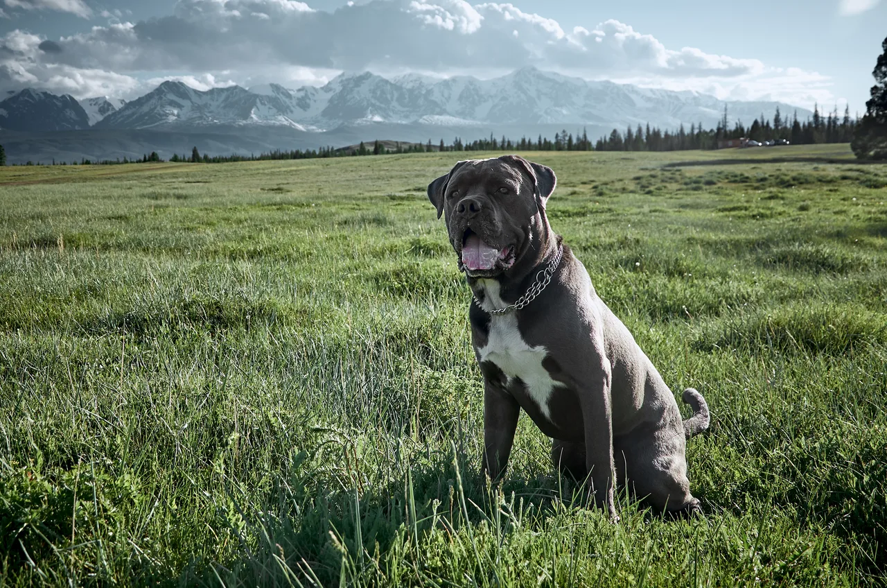Cane Corso