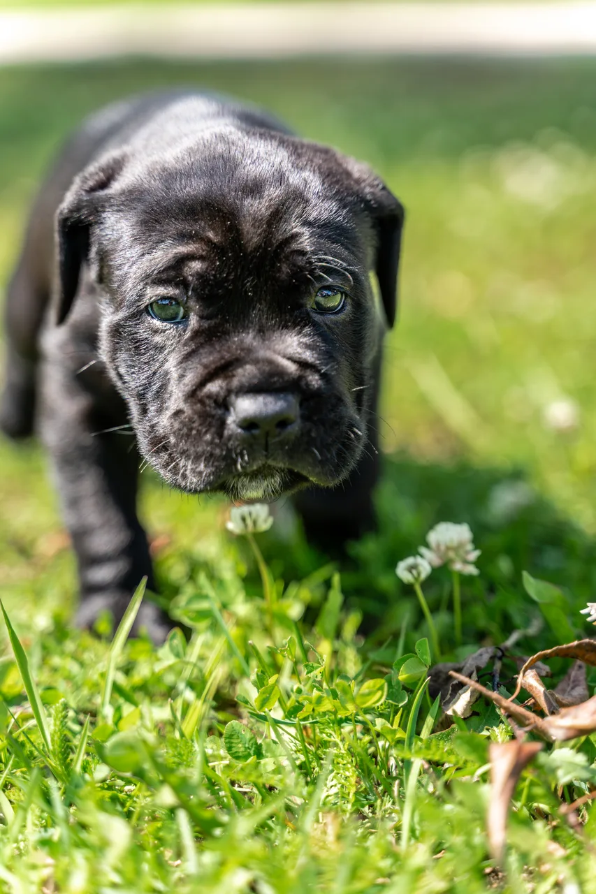 Cane Corso