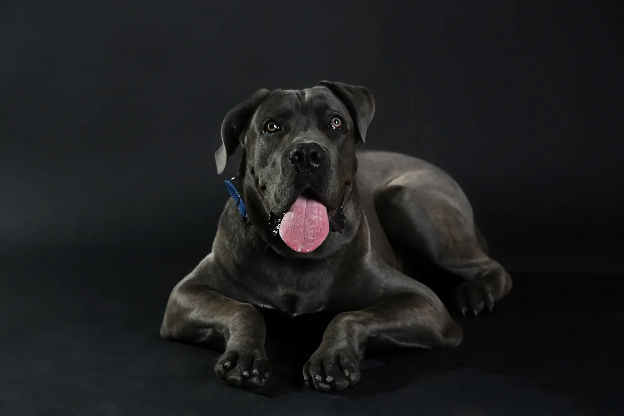 Cane Corso